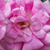 Roz - Trandafiri târâtori și cățărători, Rambler - Superb Dorothy